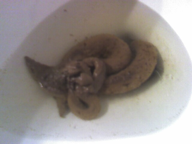 Opinion you Giant poop in toilet question refuse Giant poop in toilet