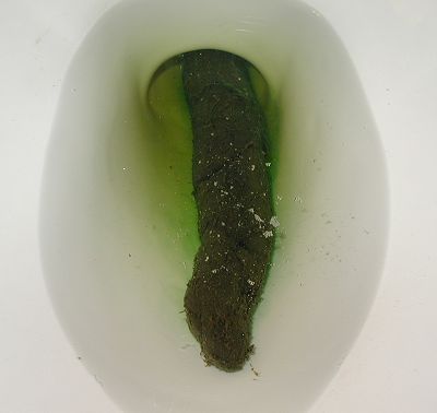 Giant poop in toilet thanks how Remarkable Giant poop in toilet apologise, that